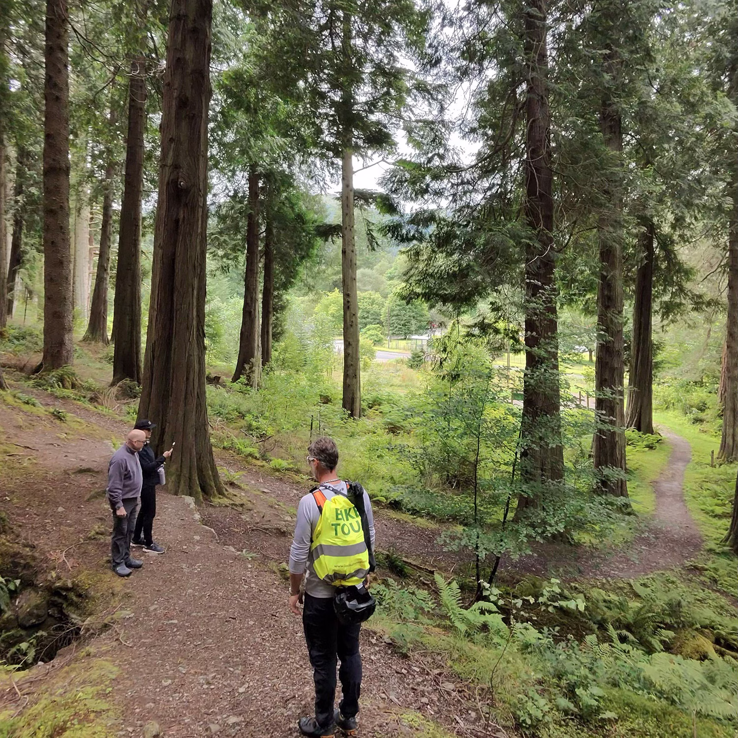 People standing under towering trees at Argyll Forest Park
