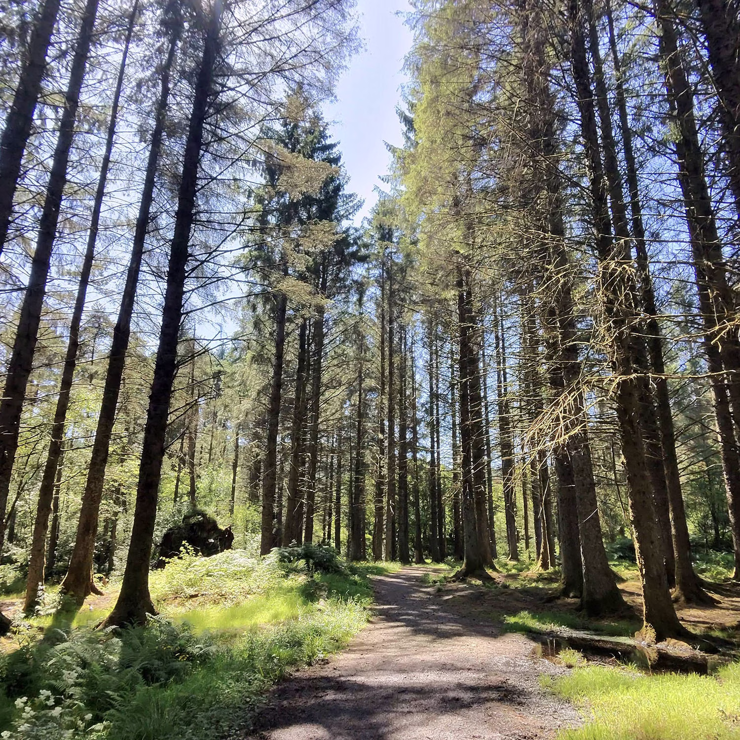 Bishop's Glen in Dunoon