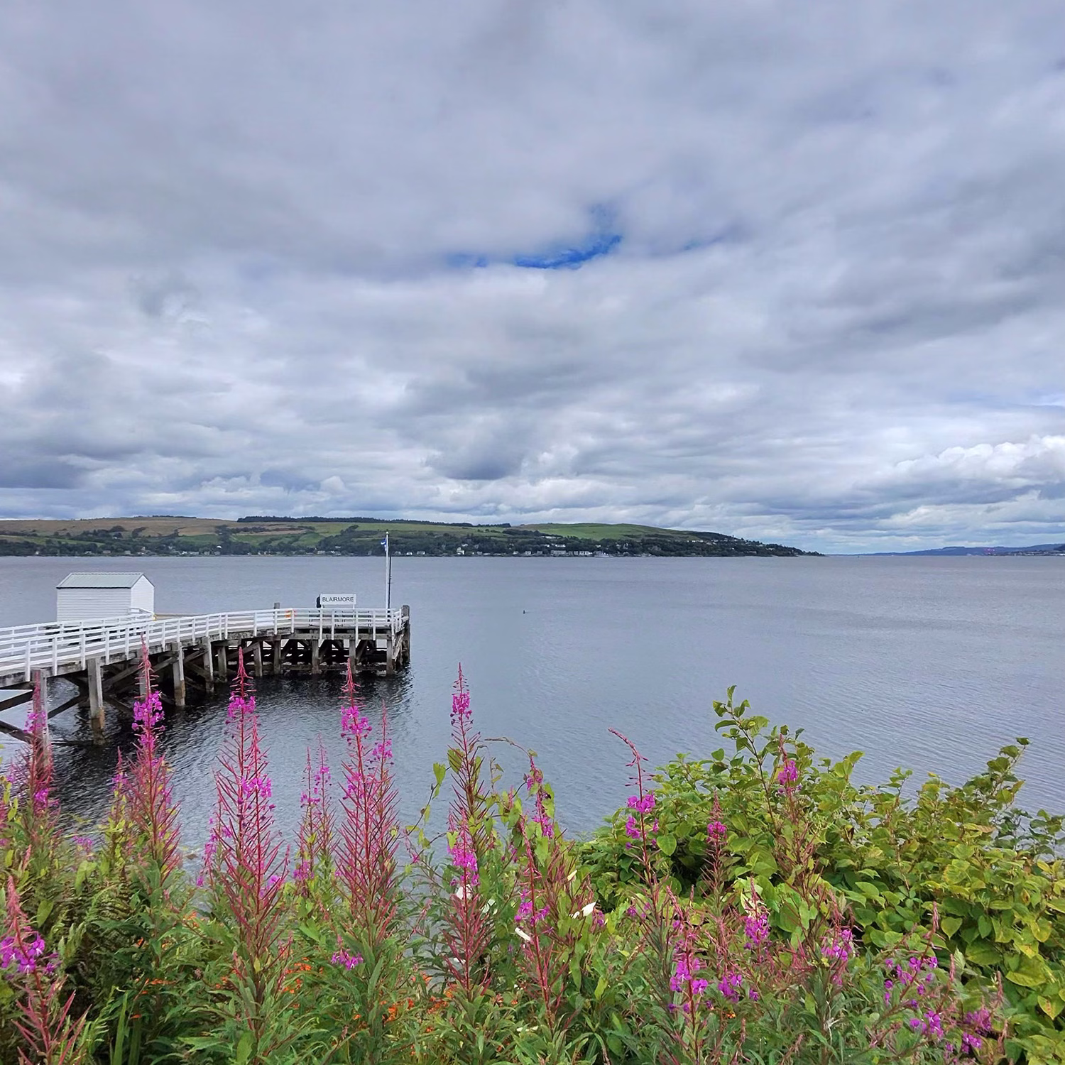 Fireweed in bloom at Blairmore
